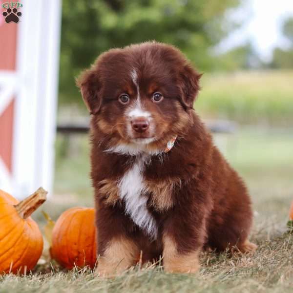 Benji, Miniature Australian Shepherd Puppy